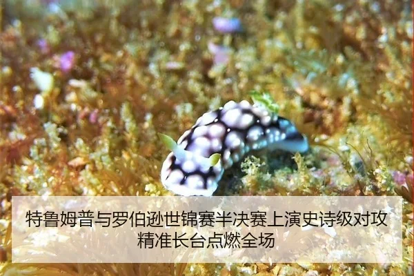 te-lu-mu-pu-yu-luo-bo-xun-shi-jin-sai-ban-jue-sai-shang-yan-shi-shi-ji-dui-gong-jing-zhun-zhang-tai-dian-ran-quan-chang-2-239.jpg